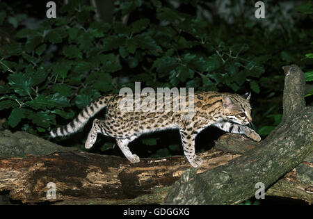 TIGER CAT O ONCILLA da leopardo tigrinus, adulti sul ramo Foto Stock