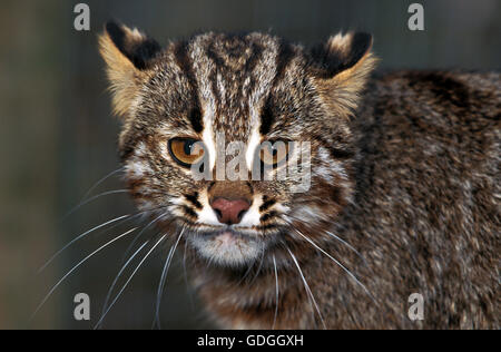 Amur Leopard o il gatto Siberiano gatto leopardo, Prionailurus bengalensis euptilura, Ritratto di adulto Foto Stock