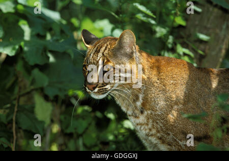 ASIAN GOLDEN CAT O TEMMINK'S CAT catopuma temmincki Foto Stock