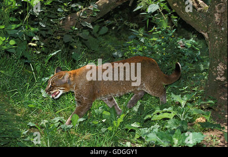 ASIAN GOLDEN CAT O TEMMINK'S CAT catopuma temmincki Foto Stock