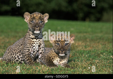 LEOPARD panthera pardus, CUB SULL'ERBA Foto Stock