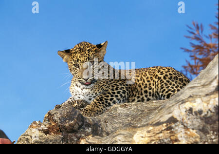 LEOPARD panthera pardus, CUB sul tronco di albero Foto Stock