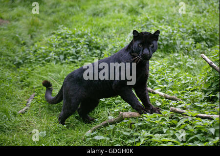 Black Panther, panthera pardus Foto Stock