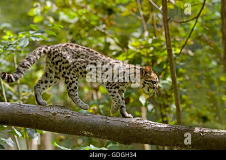 Tiger Cat o Oncilla, da leopardo tigrinus, adulti sul ramo Foto Stock