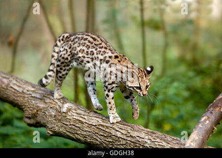 Tiger Cat o Oncilla, da leopardo tigrinus, passeggiate sul ramo Foto Stock