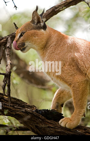 Caracal caracal caracal con un kill, un capo glossy starling, Namibia Foto Stock