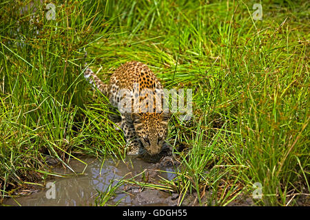 LEOPARD (4 MESI CUB) panthera pardus IN NAMIBIA Foto Stock