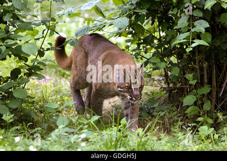 ASIAN GOLDEN CAT O TEMMINK'S CAT catopuma temmincki Foto Stock