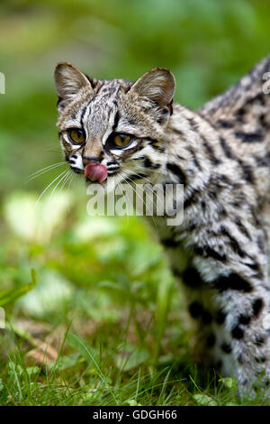 Tiger Cat o Oncilla, da leopardo tigrinus, Adulti leccare il naso Foto Stock