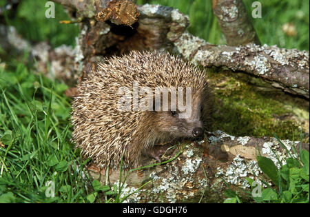 Unione Riccio, Erinaceus europaeus, adulto, Normandia Foto Stock