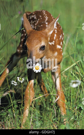 White-Tailed cervi, Odocoileus virginianus, fulvo con fiori Foto Stock