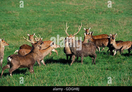 SIKA DEER cervus nippon, GIAPPONE Foto Stock