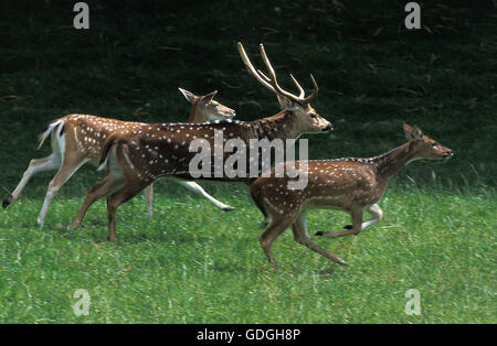 Cervi asse asse asse, maschi e femmine in esecuzione Foto Stock