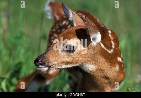 White-Tailed cervi, Odocoileus virginianus, Ritratto di capretta Foto Stock