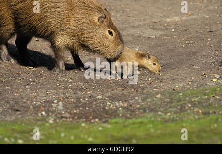Capibara hydrochoerus hydrochaeris, femmina con baby, PANTANAL IN BRASILE Foto Stock