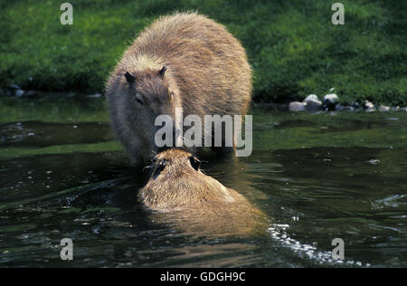 Capibara, hydrochoerus hydrochaeris Foto Stock