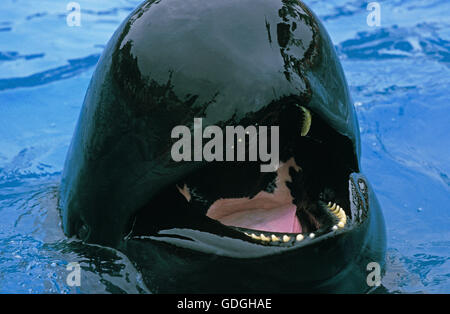 Long-Finned Balene Pilota, globicephala melaena, adulti con bocca aperta Foto Stock