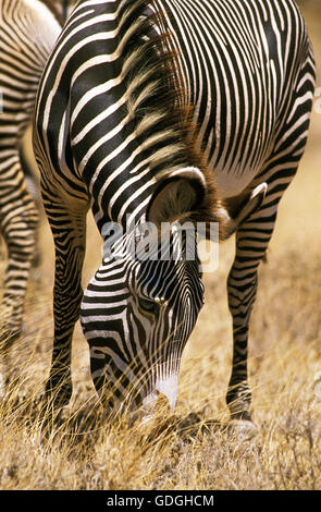 Di Grevy zebra, Equus grevyi, Samburu park in Kenya Foto Stock