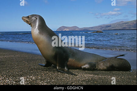 Le Galapagos pelliccia sigillo, arctocephalus galapagoensis, Madre con cucciolo sulla spiaggia, Isole Galapagos Foto Stock