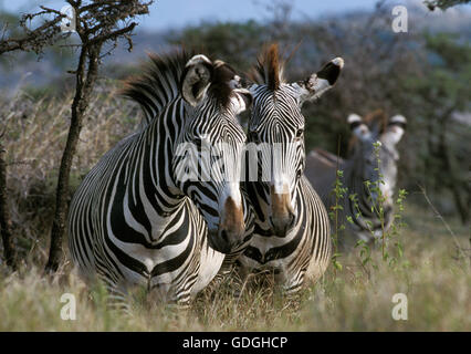 Di GREVY ZEBRA Equus grevyi, SAMBURU PARK IN KENYA Foto Stock