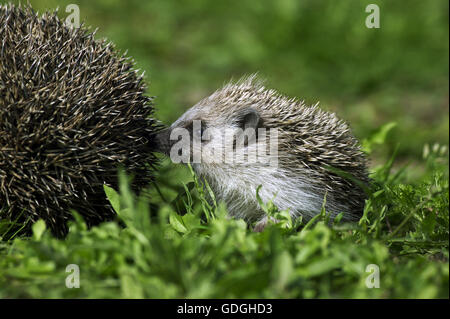 Unione riccio Erinaceus europaeus, Giovani Foto Stock