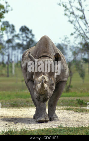 Rinoceronte bianco, Ceratotherium simum Foto Stock