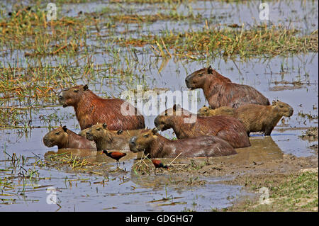 Wattled Jacana e capibara, hydrochoerus hydrochaeris, nella palude, Los Lianos in Venezuela Foto Stock