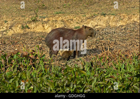 Capibara, hydrochoerus hydrochaeris, Madre e Cub allattamento, Los Lianos in Venezuela Foto Stock