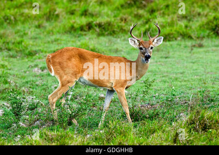 White-Tailed cervi, Odocoileus virginianus, maschio Foto Stock