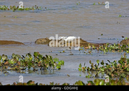 Capibara, hydrochoerus hydrochaeris con grande airone bianco, egretta alba, Los Lianos in Venezuela Foto Stock