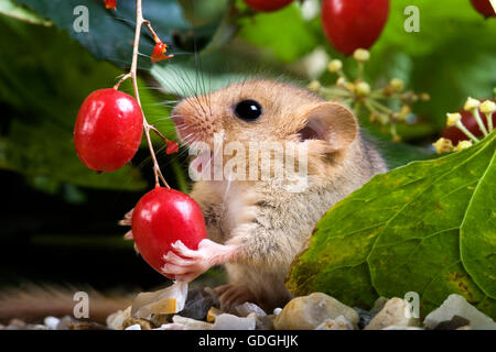 Moscardino, Muscardinus avellanarius, Adulti mangiare Berry, Normandia Foto Stock