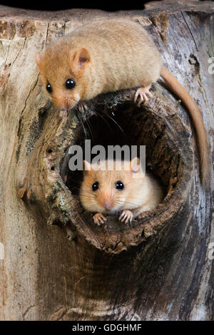 Moscardino, Muscardinus avellanarius, coppia in ingresso nido, Normandia Foto Stock