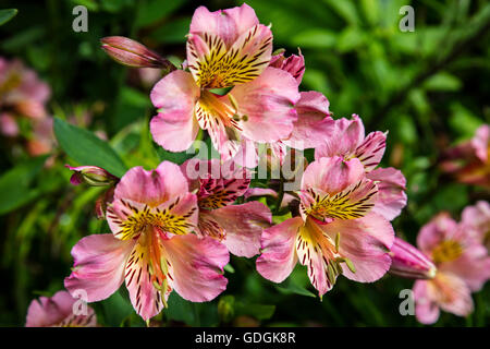 Alstromeria rosa fiori in un giardino. Foto Stock