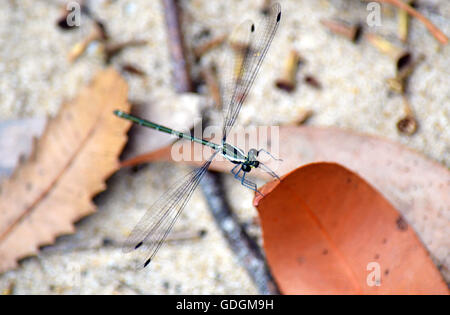 Verde smeraldo dragonfly appollaiato sulla caduta di una foglia di eucalipto nella foresta Australiana Foto Stock