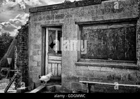 Gallo bianco uscendo di casa della gallina Foto Stock