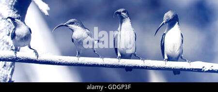 Un gruppo di sunbird sunbird viola Foto Stock