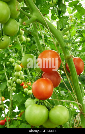 Molti i pomodori sono in crescita in una serra Foto Stock