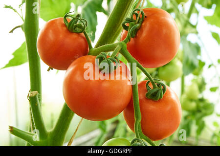 Mature pomodori rossi crescente sul ramo Foto Stock