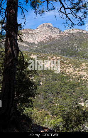 Montare Wrightson incorniciata da un stagliano Ponderosa Pine Tree nella Santa Rita montagne. Foresta Nazionale di Coronado, Arizona Foto Stock