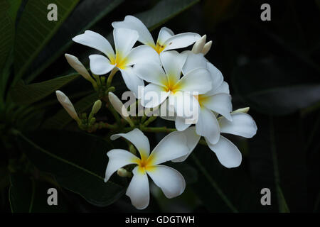 Il Frangipani, bianco incandescente giallo scuro su sfondo nero e i tracciati di ritaglio Foto Stock