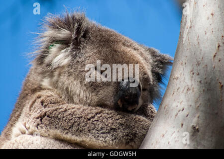 Il Koala su Kangaroo Island Foto Stock