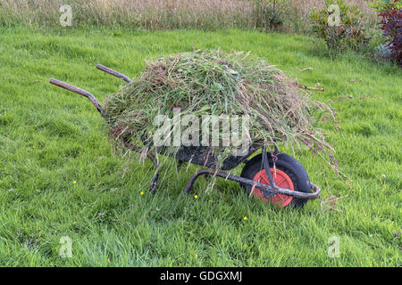 Ruota giardino barrow su erba lunga ammucchiò pieno di erbacce. Sarchiatura di giardinaggio di manutenzione Foto Stock