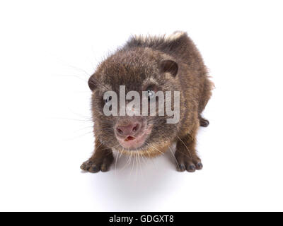 Western tree hyrax (Dendrohyrax dorsalis) Foto Stock