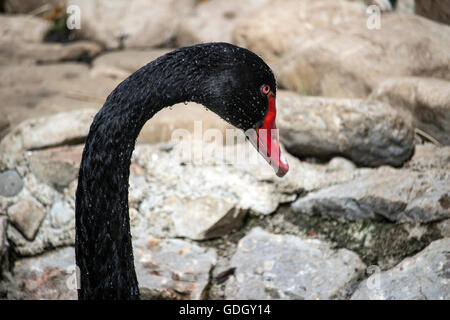 Budva, Montenegro - Ritratto di un Black Swan (Cygnus atratus) Foto Stock