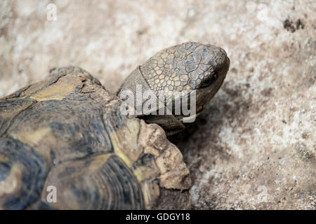 Budva, Montenegro - Hermann's tartaruga subsp. Dalmazia (tartaruga Testudo hermanni hercegovinensis) Foto Stock