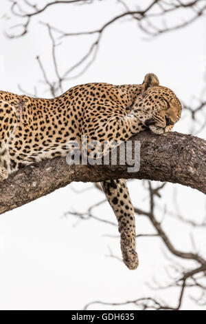 Sleeping Leopard (Panthera pardus) sulla struttura ad albero, Manyeleti Game Reserve, Sud Africa Foto Stock