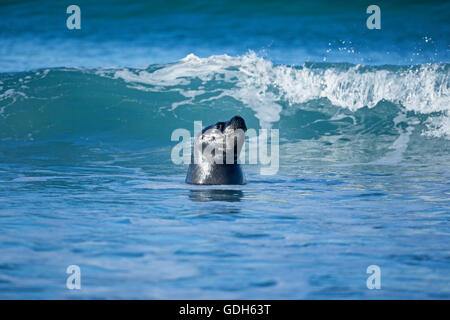 Un Southern Sea Lion (Otaria flavescens) nuoto, Atlantico del Sud, Isole Falkland Foto Stock