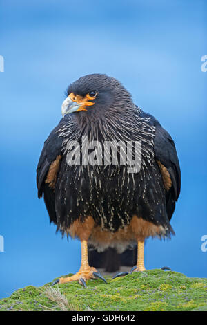 Caracara striato (phalcoboenus australis), Sea Lion Island, Isole Falkland Foto Stock