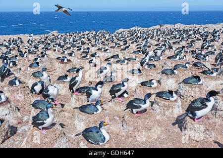 Il re dei cormorani, imperial shags (phalacrocorax atriceps), Colonia, Atlantico del Sud, Isole Falkland Foto Stock
