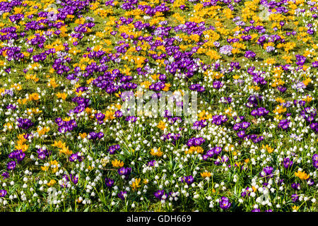 Porpora e giallo di crochi (crocus vernus) e i bianchi bucaneve (Galanthus nivalis) sono blooming su un prato, Wehlen, Sassonia Foto Stock